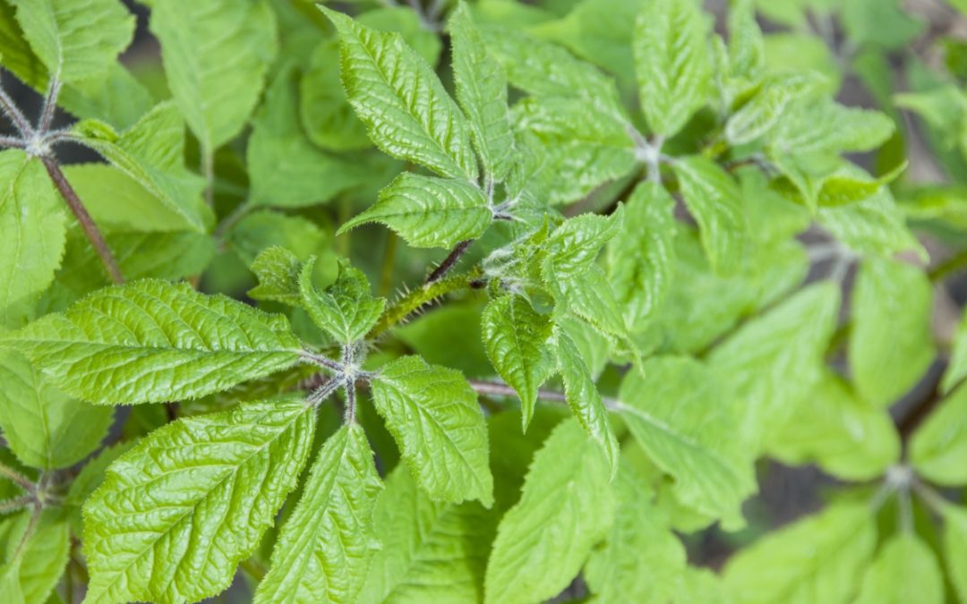 siberian-ginseng-the-happy-work-at-home-mom